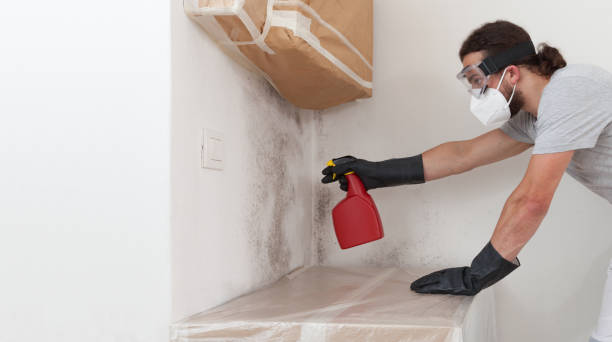 Professional Black Mold Remediation technician working in Jacksonville, IL