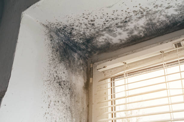 Affordable Black Mold Remediation solutions in Jacksonville, IL