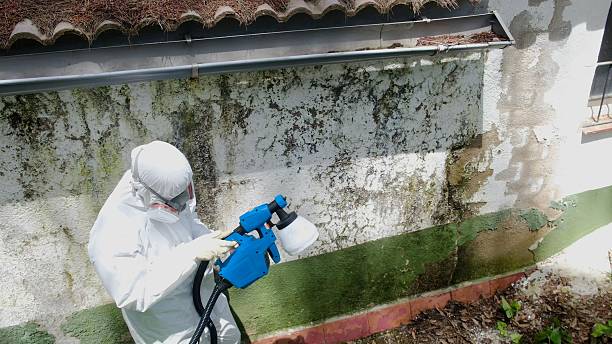 Top rated local Black Mold Remediation specialists in Jacksonville, IL